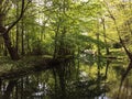 Beautiful Forest with Sunlight in Denmark near Copenhagen