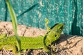 Beautiful magical green lizard in the spring on the sun close. Royalty Free Stock Photo