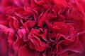 Magical red rose details Royalty Free Stock Photo