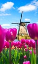 Beautiful magical spring landscape with a tulip field and windmills in the background of a cloudy sky in Holland. Charming places