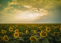 Magical sunflowers field landscape Royalty Free Stock Photo