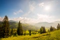 Beautiful magical view of the spruce forest Royalty Free Stock Photo