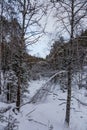 Beautiful magical winter forest on Christmas Eve, Altai, Russia Royalty Free Stock Photo