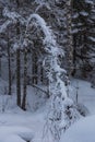 Beautiful magical winter forest on Christmas Eve, Altai, Russia Royalty Free Stock Photo