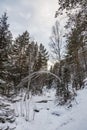 Beautiful magical winter forest on Christmas Eve, Altai, Russia Royalty Free Stock Photo