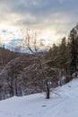 Beautiful magical winter forest on Christmas Eve, Altai, Russia Royalty Free Stock Photo