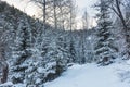 Beautiful magical winter forest on Christmas Eve, Altai, Russia Royalty Free Stock Photo