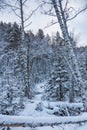 Beautiful magical winter forest on Christmas Eve, Altai, Russia Royalty Free Stock Photo