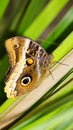 Magnificent Owl Butterfly Royalty Free Stock Photo