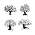 Beautiful magnificent olive tree silhouette isolated on white background. Royalty Free Stock Photo