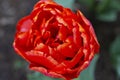 Beautiful magnificent red tulip