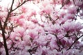 Beautiful magnolia blooms in spring, Salzburg, beauty