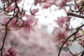 Beautiful magnolia blooms in spring, Salzburg, beauty