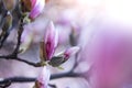 Beautiful magnolia blooms in spring, Salzburg, beauty