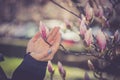 Beautiful magnolia blooms in spring, Salzburg, beauty