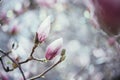 Beautiful magnolia blooms in spring, Salzburg, beauty