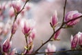 Beautiful magnolia blooms in spring, Salzburg, beauty