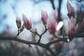 Beautiful magnolia blooms in spring, Salzburg, beauty