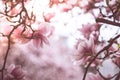 Beautiful magnolia blooms in spring, Salzburg, beauty