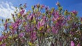 Beautiful magnolia branches with bright flowers, close-up Royalty Free Stock Photo