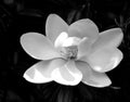 Beautiful Magnolia flower background black and white image Royalty Free Stock Photo