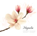 Beautiful magnolia flower background.