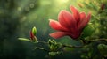 Beautiful magnolia flower, with big red petals and green leaves on the branches, on a green background Royalty Free Stock Photo