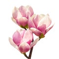 Beautiful magnolia flower bouquet isolated on white background. Royalty Free Stock Photo