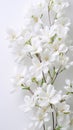 Beautiful magnolia flower bouquet on light background.