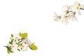 Beautiful magnolia flower bouquet on white background. Royalty Free Stock Photo