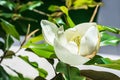 Beautiful magnolia flower bud on a tree with green leaves on the house garden. Spring summer concept with white magnolia blossom. Royalty Free Stock Photo
