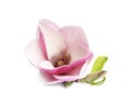 Beautiful magnolia flower isolated. Spring blossom Royalty Free Stock Photo