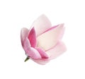 Beautiful magnolia flower isolated. Spring blossom Royalty Free Stock Photo