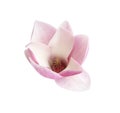 Beautiful magnolia flower isolated. Spring blossom Royalty Free Stock Photo