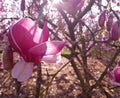 Sunny Magnolia flower with big petals Royalty Free Stock Photo