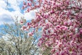 Beautiful Magnolia and Flowering Trees against a Blue Sky during Spring Background Royalty Free Stock Photo