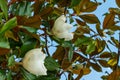 Beautiful Magnolia flowers on blue sky background Royalty Free Stock Photo
