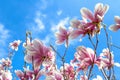 Beautiful magnolia flowers on blue sky background, spring time.