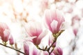 Beautiful magnolia flowers in spring , floral background