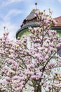 Beautiful magnolia flowers Royalty Free Stock Photo