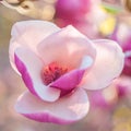 Beautiful magnolia flowers