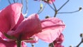 Beautiful magnolia giant flowers against blue sky background close up. Royalty Free Stock Photo