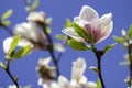 Beautiful Magnolia Magnolie, Magnoliaceae. Royalty Free Stock Photo