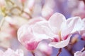 Beautiful magnolia tree blossoms in springtime. Bright magnolia flower against blue sky. Romantic floral backdrop Royalty Free Stock Photo