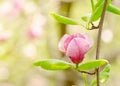 Beautiful magnolia tree blossoms in springtime. Bright magnolia flower against blue sky. Romantic floral backdrop Royalty Free Stock Photo