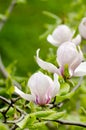 Beautiful magnolia tree blossoms in springtime. Bright magnolia flower against blue sky. Romantic floral backdrop Royalty Free Stock Photo