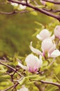 Beautiful magnolia tree blossoms in springtime. Bright magnolia flower against blue sky. Romantic floral backdrop Royalty Free Stock Photo