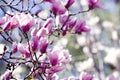 Beautiful magnolia tree blossoms in springtime. Bright magnolia flower against blue sky. Romantic floral backdrop Royalty Free Stock Photo