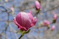 Beautiful magnolia tree blossoms in springtime. Bright magnolia flower against blue sky. Romantic floral backdrop Royalty Free Stock Photo