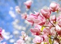 Beautiful magnolia tree blossoms in springtime. Bright magnolia flower against blue sky. Romantic floral backdrop Royalty Free Stock Photo